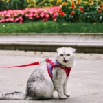 Reflective Cat Harness Fashion Vest