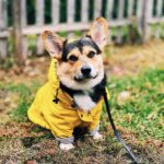 Fashion Raincoat for Dogs Waterproof Raincoat Jacket Dog Coat Windproof for Small Medium Large Dog Clothes for Pet