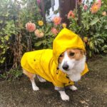 Fashion Raincoat for Dogs Waterproof Raincoat Jacket Dog Coat Windproof for Small Medium Large Dog Clothes for Pet