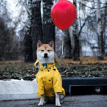Fashion Raincoat for Dogs Waterproof Raincoat Jacket Dog Coat Windproof for Small Medium Large Dog Clothes for Pet