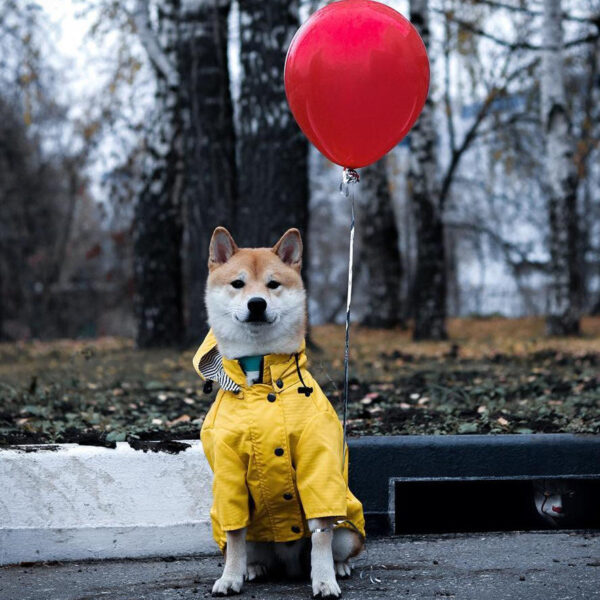 Fashion Raincoat for Dogs Waterproof Raincoat Jacket Dog Coat Windproof for Small Medium Large Dog Clothes for Pet
