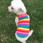 Newly Design Rainbow Stripe Pet Shirt Vest Dog Clothes for Pet Puppy Cat Apparel Costume Clothing for Teddy Summer Clothing